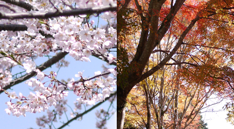 桜谷・もみじ谷