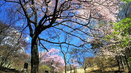 出会いの妙桜