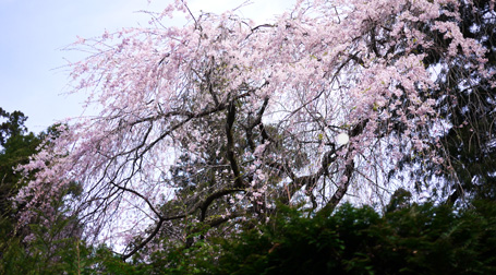 祥雲閣のしだれ桜