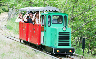 シグナス森林鉄道
