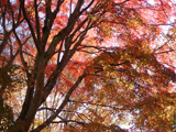 紅葉の大木