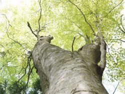 妙見山のブナ林