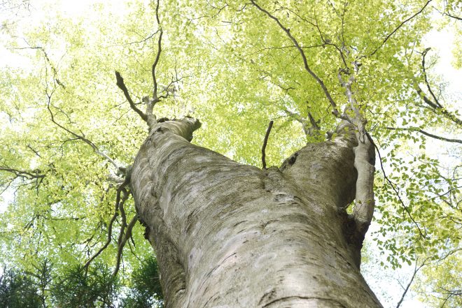 妙見山のブナ林